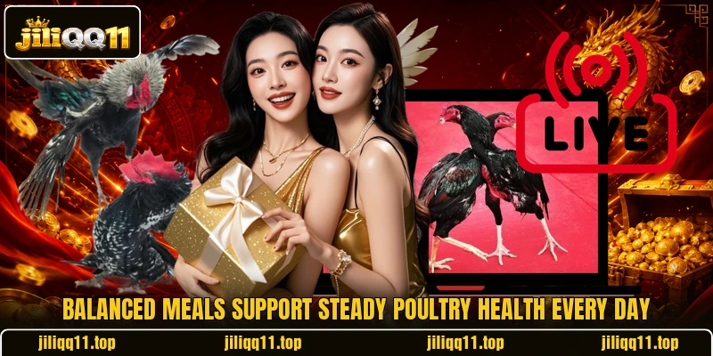 Balanced meals support steady poultry health every day Balanced meals support steady poultry health every day